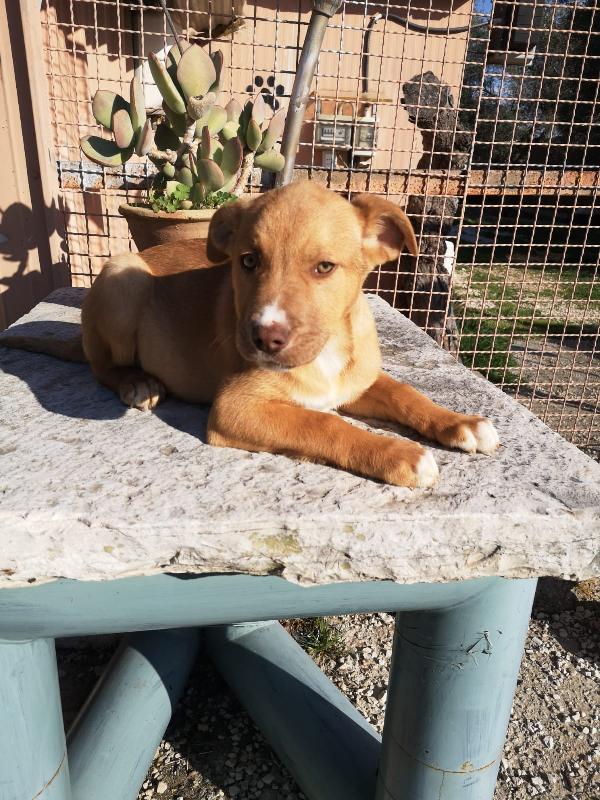 Jona, Dolce Cucciolo Futura Taglia Medio Piccola